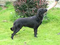 Flat Coated Retriever - Oria z Vlčí stepi 