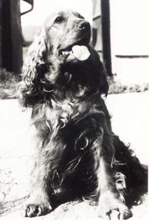 Ditta Ovčírna