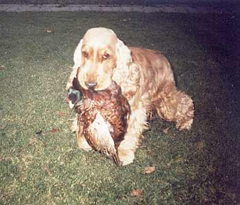 Fidor Rosmery training "fetch" with feathered game