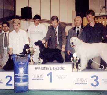 ICH, Ch CZ Gia Rosmery z Lesních chalup – International Dog Show Nitra 2002 – Winner of Group VIII. FCI