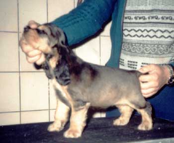 JunCh CZ Peggy Rosmery - puppy
