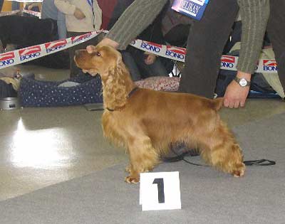 Zekon Rosmery - NVP Ostrava - V1 CAJC, Nejlepší mladý pes (kokr) výstavy + 2. nejlepší mladý pes celé výstavy (junior BIS 2.)