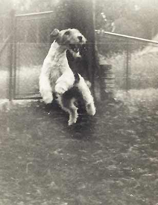 My first dog – Bor z Cábu called "LOV"(Hunt)