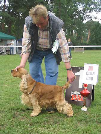 Im Am Judging A  Specialty Show Deutsch cocker club at Pfungstadt.