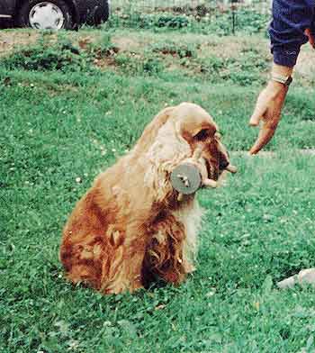 "Fetch" is being trained also in the morning