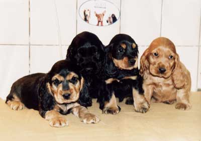 One litter (Erson Rosmery x Peggy Rosmery) contained colored puppies – golden, black and tan, black and sable 